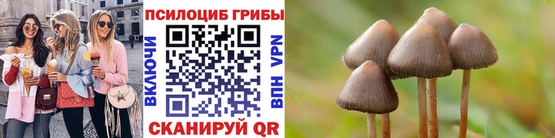 закладки  Гатчина  Псилоцибиновые грибы мицелий 